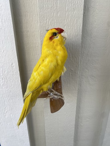 Taxidermy budgerigars budgies - taxidermy,
