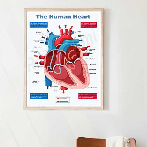 Human heart anatomy poster - heart,