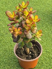 Crassula Ovata 'Crosby's