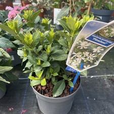 Gardenia jasminoides
