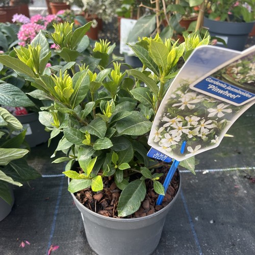 Gardenia jasminoides