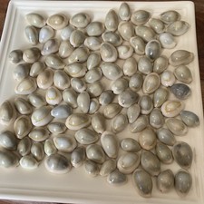 101 cowrie sea shells - cowrie,