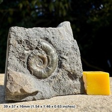 Cymbites ammonite fossil in