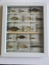 DAMIEN HIRST UNSIGNED PRINT