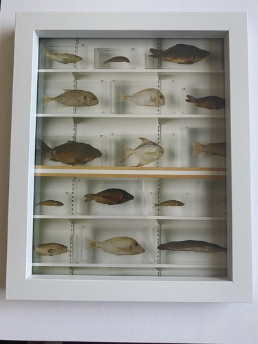 Damien hirst unsigned - damien, print