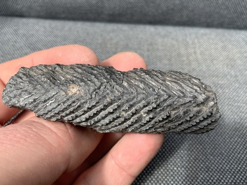 Fossil shark dorsal fin - shark,