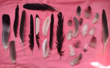 FREE FALLEN feathers x 30