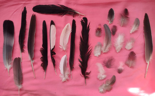 Free fallen feathers - free, 30