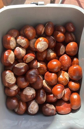 30x horse chestnut - horse, conkers