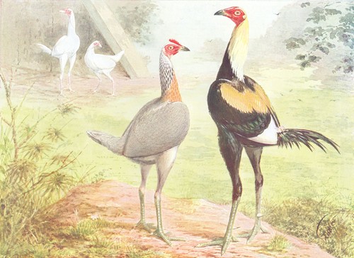 Birds cock fighting game - cock, fighting.