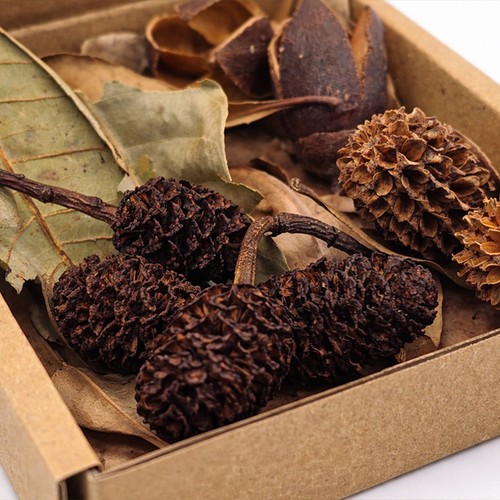 Aquarium botanical starter box - botanical,