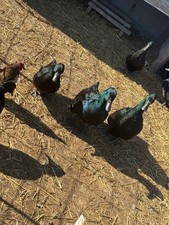Black cayuga duck - black,
