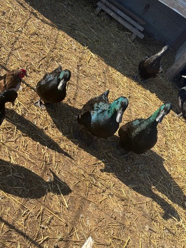Black cayuga duck - black,