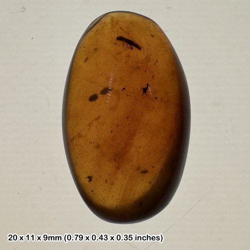 Burmese cretaceous amber with