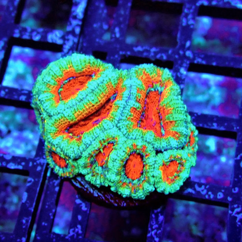 Wysiwyg acan lord coral - lord,