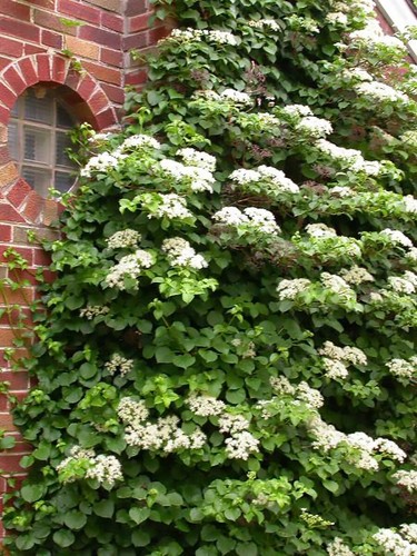 Climbing hydrangea - climbing, hydrangea,