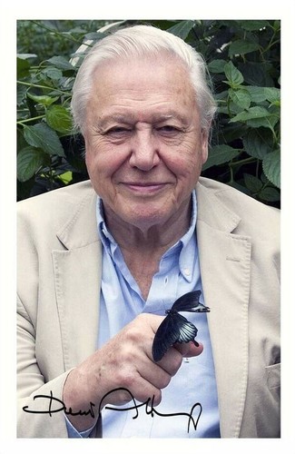 Sir david attenborough - sir,