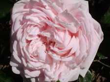 Albertine - Rambling Rose -