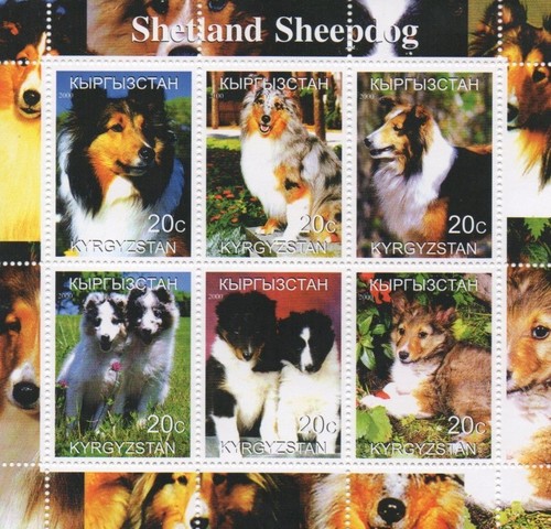 Shetland sheepdog dog - shetland, 2000