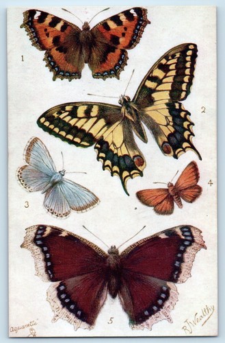 British butterflies and moths - british,