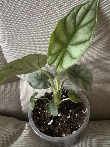 Alocasia silver dragon - alocasia,