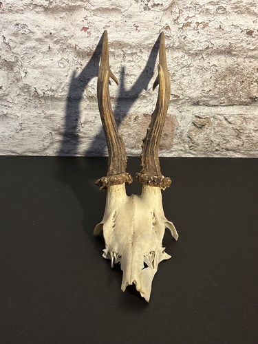 Roe deer skull with antlers - roe,