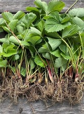 20 X Cambridge Favourte bare root strawberry plants