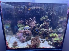 Red Sea Reefer 170 + & Black Cabinet Full Set Up