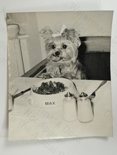 Yorkshire Terrier Dog Daisy