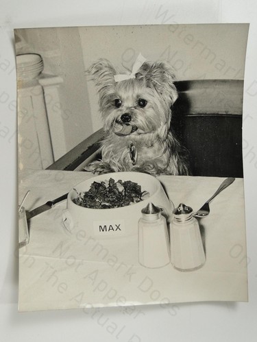 Yorkshire terrier dog daisy - terrier,