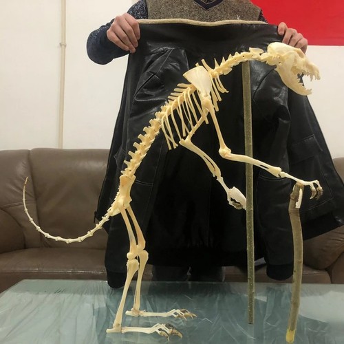 Fox skeleton real complete - skeleton,