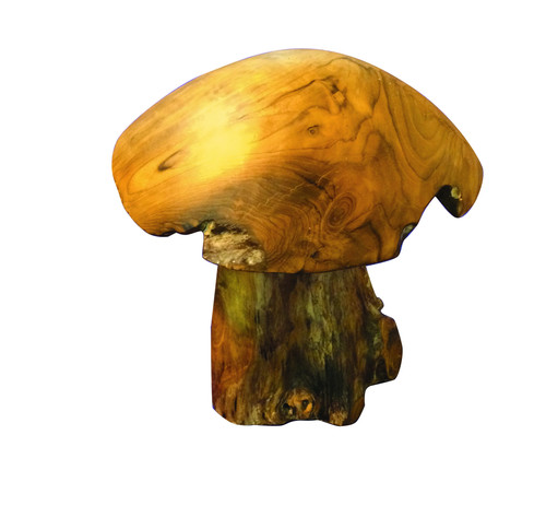 Medium teak root mushroom - teak,