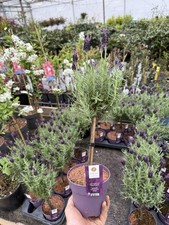 Lavandula Standard Tree