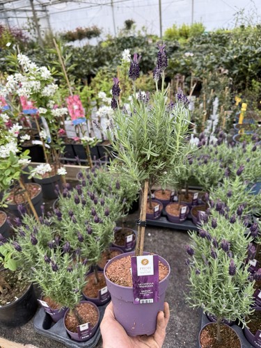 Lavandula standard tree - lavandula,