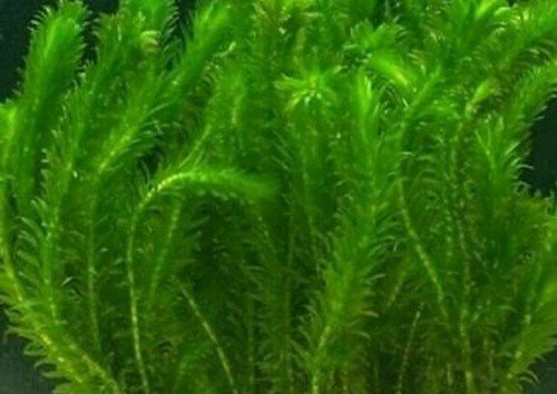 Elodea densa stems - densa, aquarium