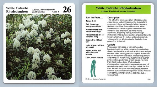White catawba rhododendron - catawba, #4