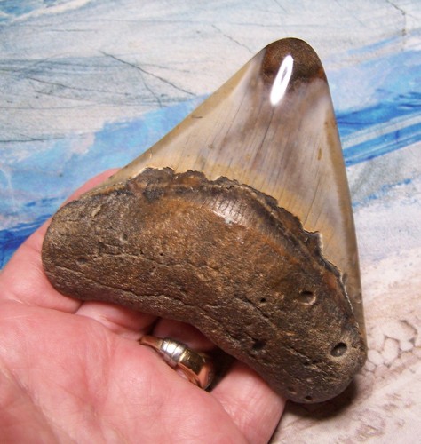 Megalodon shark tooth - megalodon,