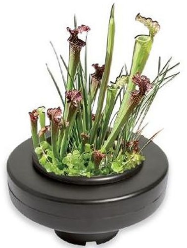 Superfish floating pond plant - floating,
