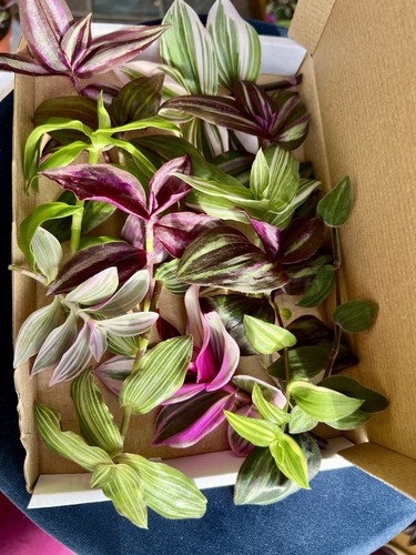 Tradescantia mixed varieties - mixed,