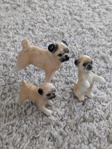 Lot pug dog - pug,