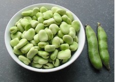 BROAD BEAN SUTTON DWARF BEANS SEEDS 25 or 50 seeds