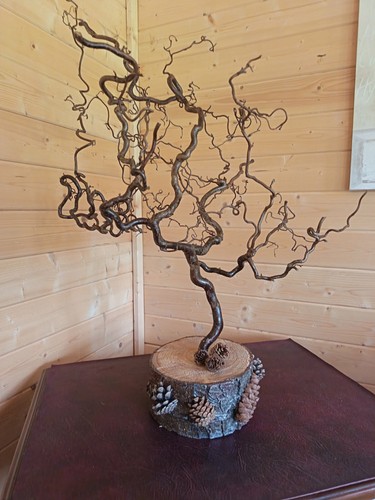 Natural twisted hazel branch - twisted,
