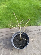 English Oak Bonsai Material