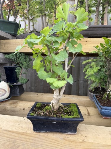 Ginkgo bonsai tree potted - ginkgo,