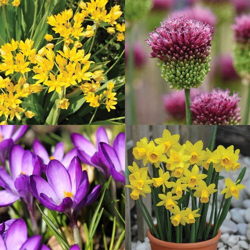 Spring flowering bulb - spring,