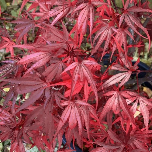 Acer palmatum shaina - palmatum,