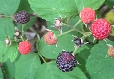 4-Black Raspberry bushes. Bare