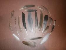 20 Natural Birds Feathers FREE FALLEN Pigeon French Partridge Pheasant Crow Duck