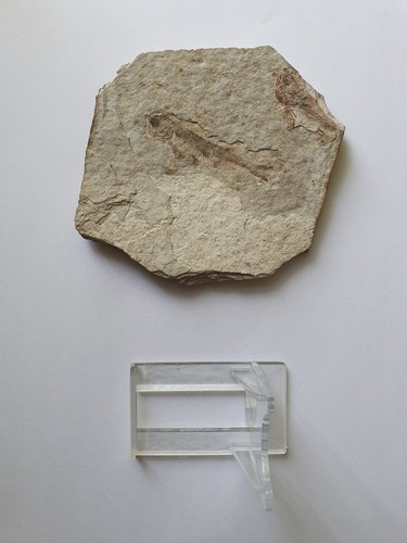 Natural fossil fish 35 - natural, (35