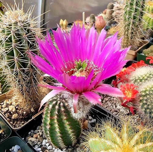 Echinocereus reichenbachii - ,